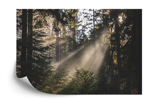 Fototapete Nebliger Wald