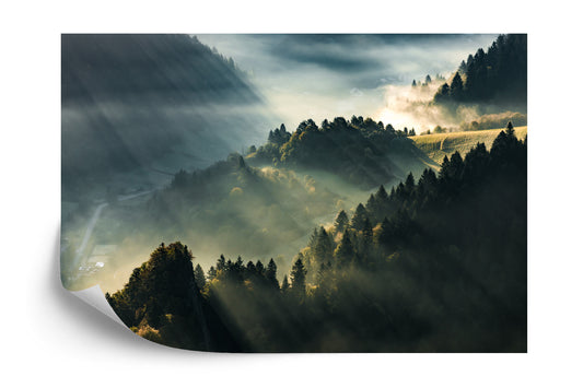 Fototapete Wald Im Nebel