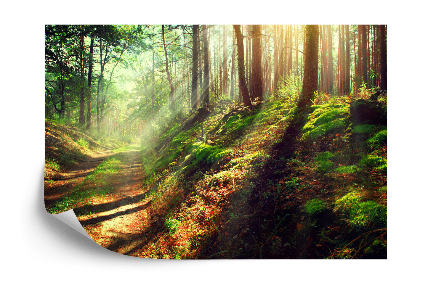 Fototapete Wald Natur