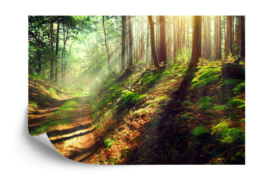 Fototapete Wald Natur