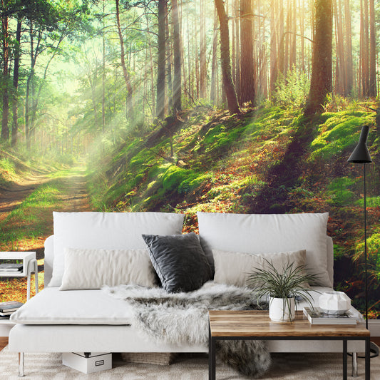 Fototapete Wald Natur