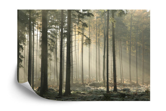 Fototapete Wald Bäume Nebel
