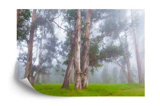 Fototapete Wald Im Nebel