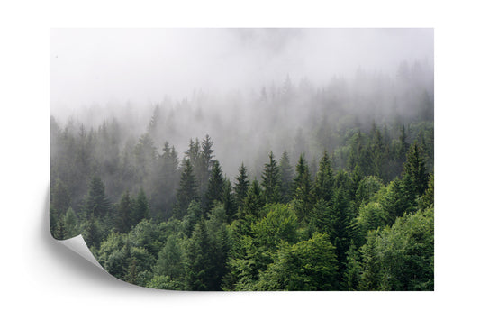 Fototapete Bäume Im Nebel