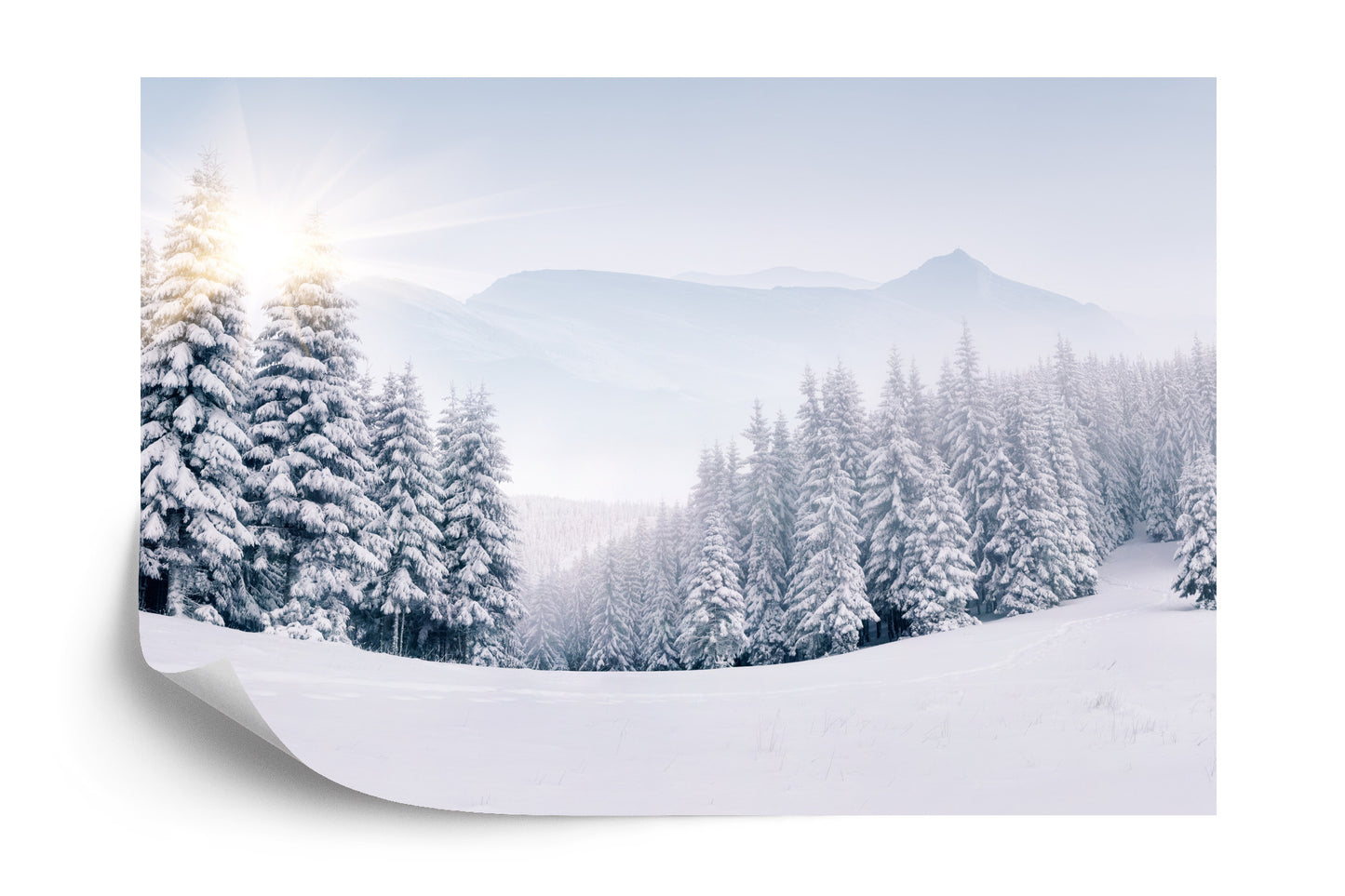 Fototapete Winterwald