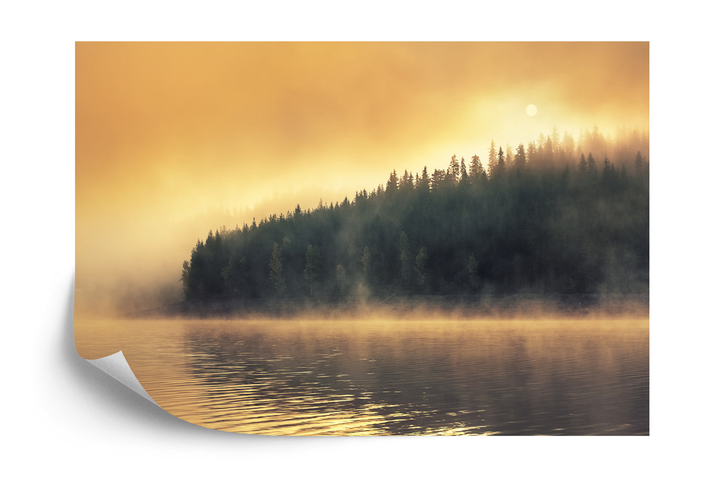 Fototapete Wald Im Nebel