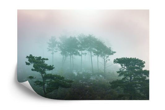 Fototapete Wald Im Nebel