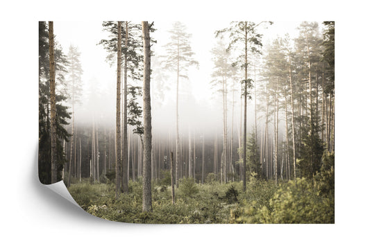 Fototapete Wald Im Nebel