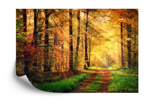 Fototapete Wald Herbstfarben