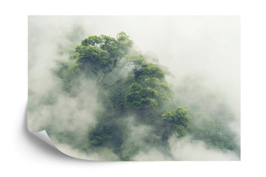 Fototapete Tropical Forest In Japan, Nature Jungle With Green Tree And Fog, Concept Of Zin Therapy Comfortable Freedom Relaxing For Spa And Yoga, Eco Natural Sustainable Conservation