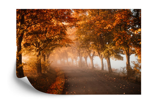 Fototapete Autumn Forest Road Leaves Fall In Ground Landscape . Colorful Foliage In The Park. Falling Leaves. Autumn Trees In The Fog