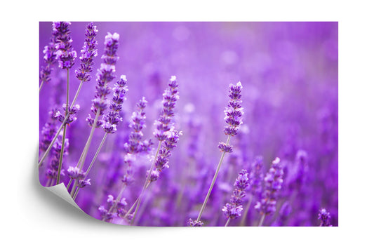Fototapete Lavendel Blumen