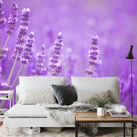 Fototapete Lavendel Blumen