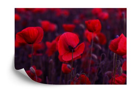 Fototapete Wilde Rote Mohnblumen