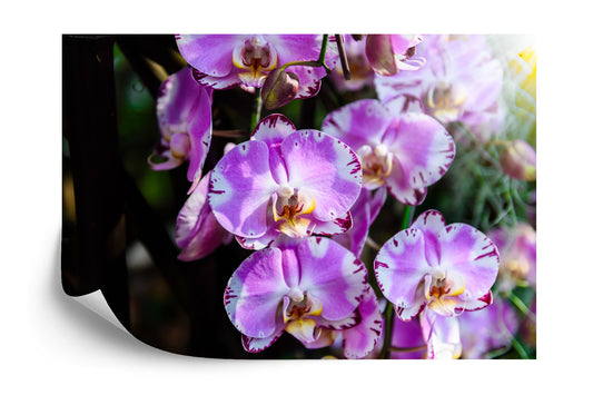 Fototapete Schöne Orchideen
