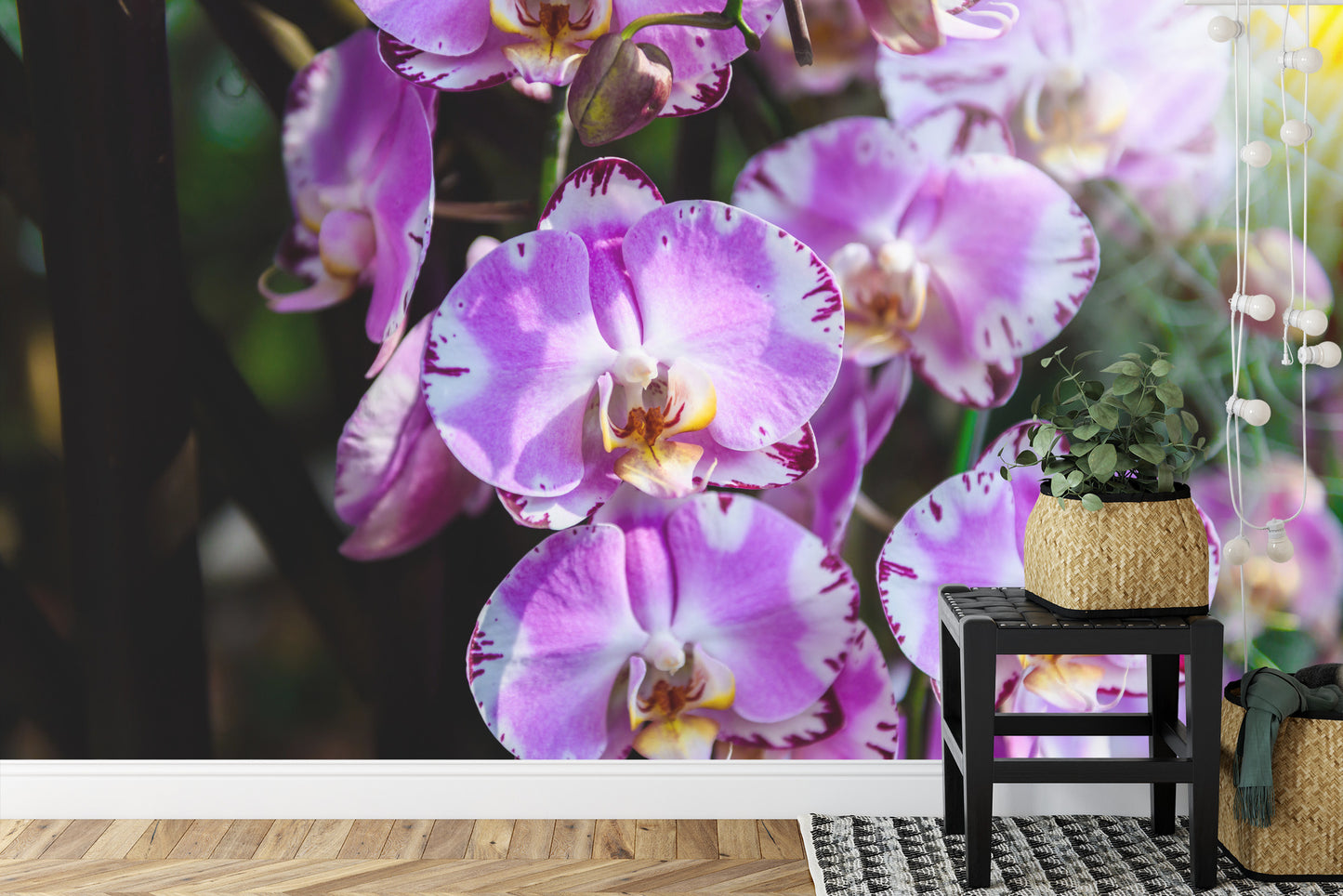 Fototapete Schöne Orchideen