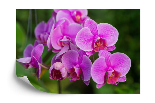 Fototapete Orchideenblüten 3D