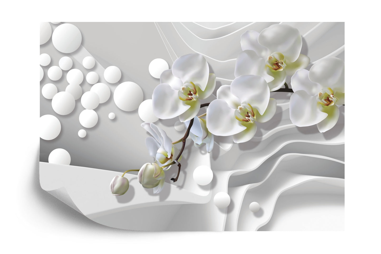 Fototapete Weiße Orchideen