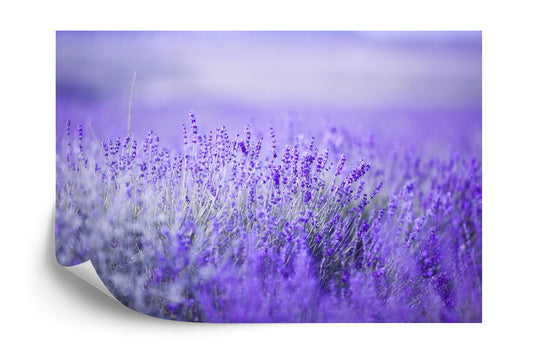 Fototapete Lavendel Blumen