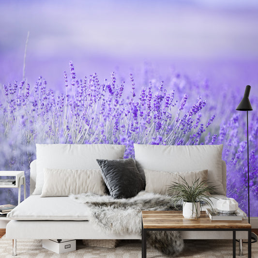 Fototapete Lavendel Blumen