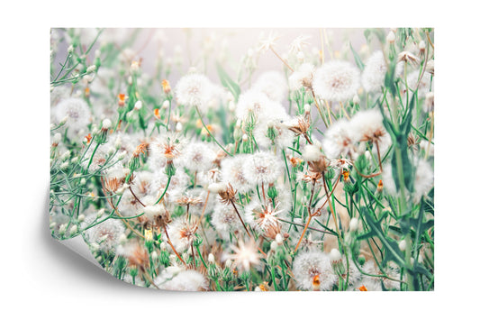 Fototapete Pusteblume