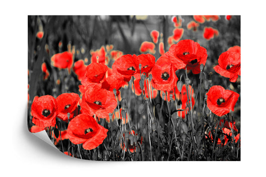 Fototapete Mohnblumen
