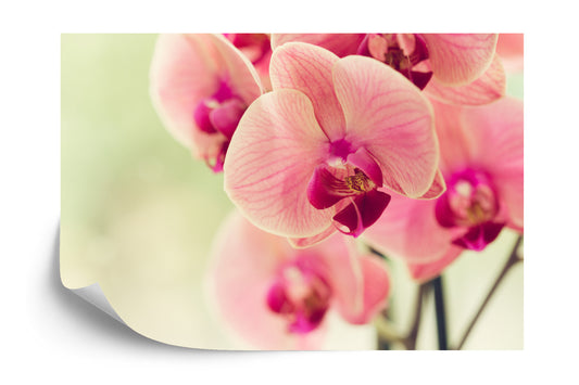 Fototapete Schöne Orchidee