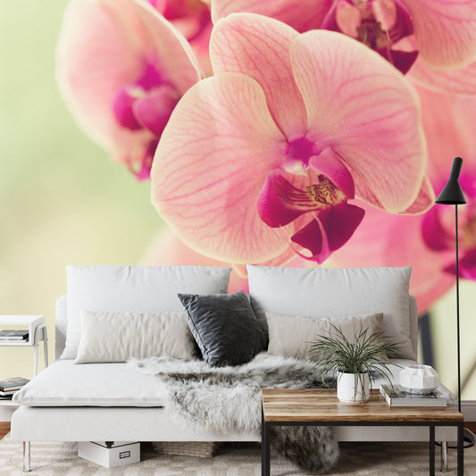 Fototapete Schöne Orchidee