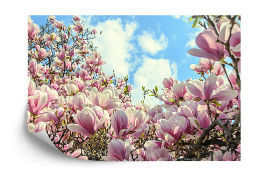 Fototapete Bunt Blühende Magnolie