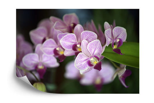 Fototapete Schöne Orchideen
