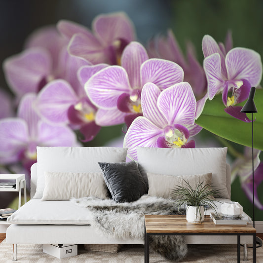 Fototapete Schöne Orchideen
