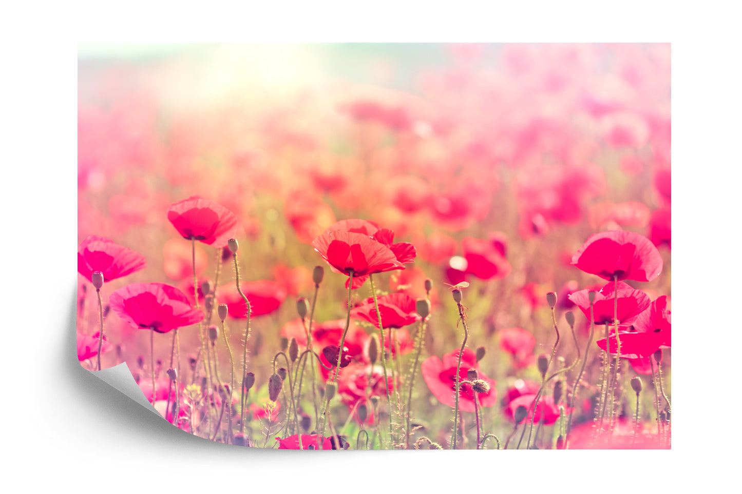 Fototapete Wilde Mohnblumen
