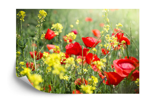 Fototapete Mohnblumen Wiese
