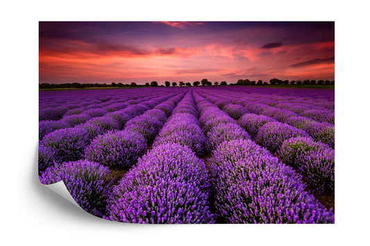Fototapete Lavendelfeld