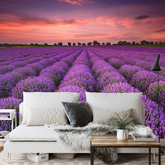 Fototapete Lavendelfeld