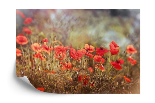 Fototapete Wilde Mohnblumen Auf Der Wiese