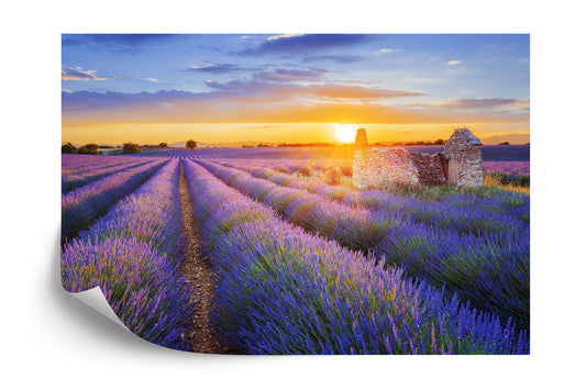 Fototapete Landschaft Feld Lavendel