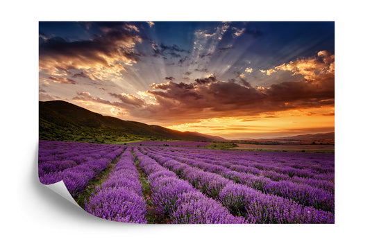 Fototapete Land Feld Lavendel