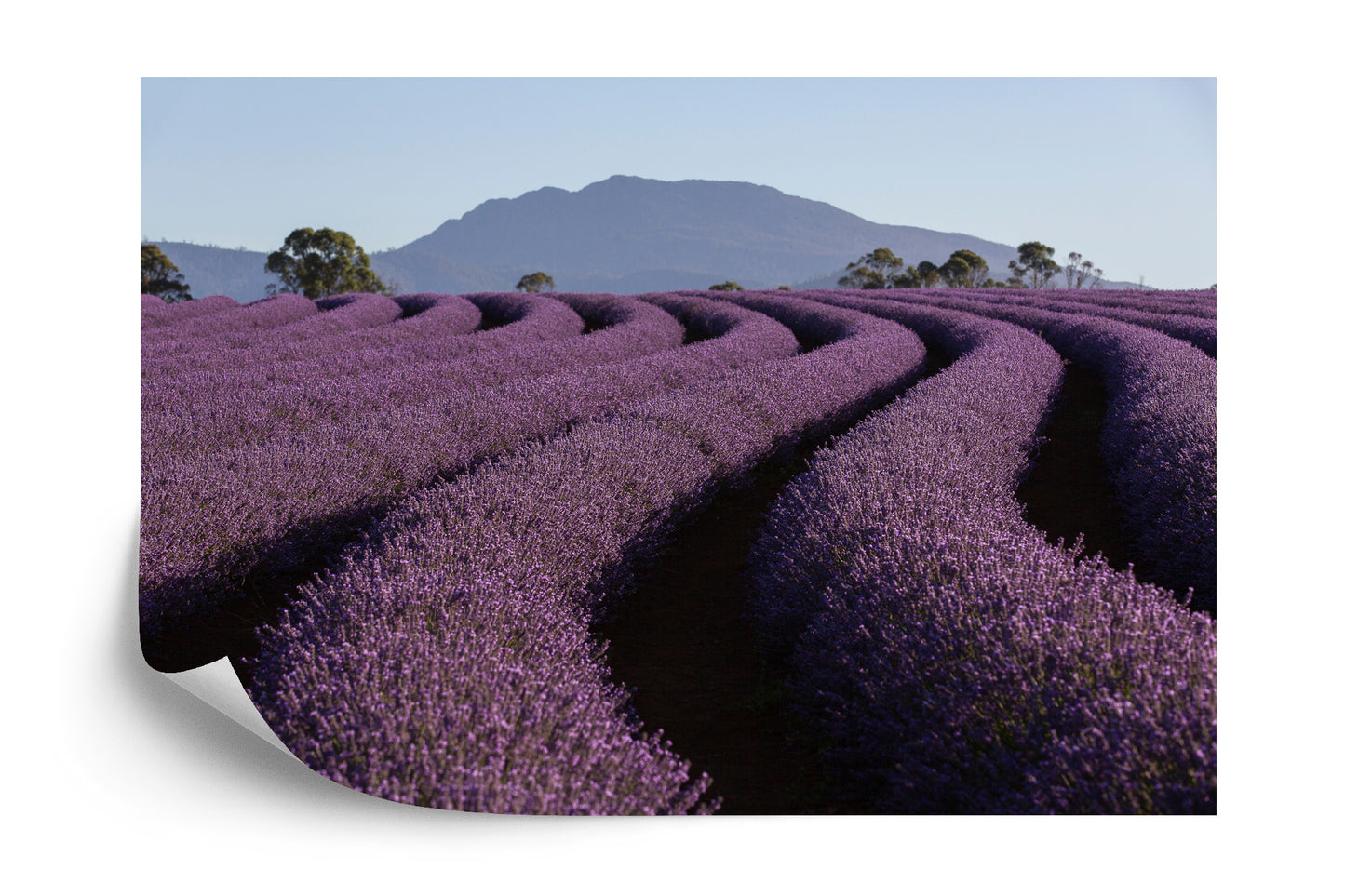 Fototapete Land Feld Lavendel