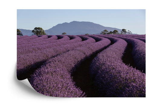 Fototapete Land Feld Lavendel