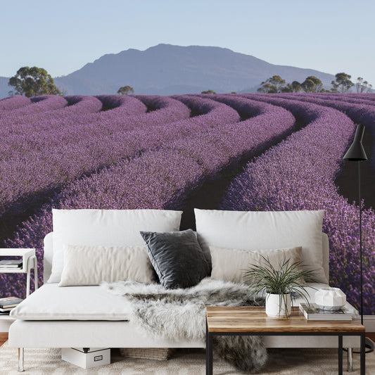 Fototapete Land Feld Lavendel