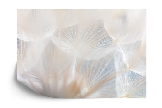 Fototapete Abstract Dandeli. Seed Macro Closeup. Soft Focus