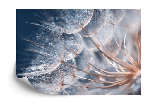 Fototapete Beautiful Dandelion Close-Up With Dew Or Water Drops. Gentle Abstract Natural Background. Selective Focus.