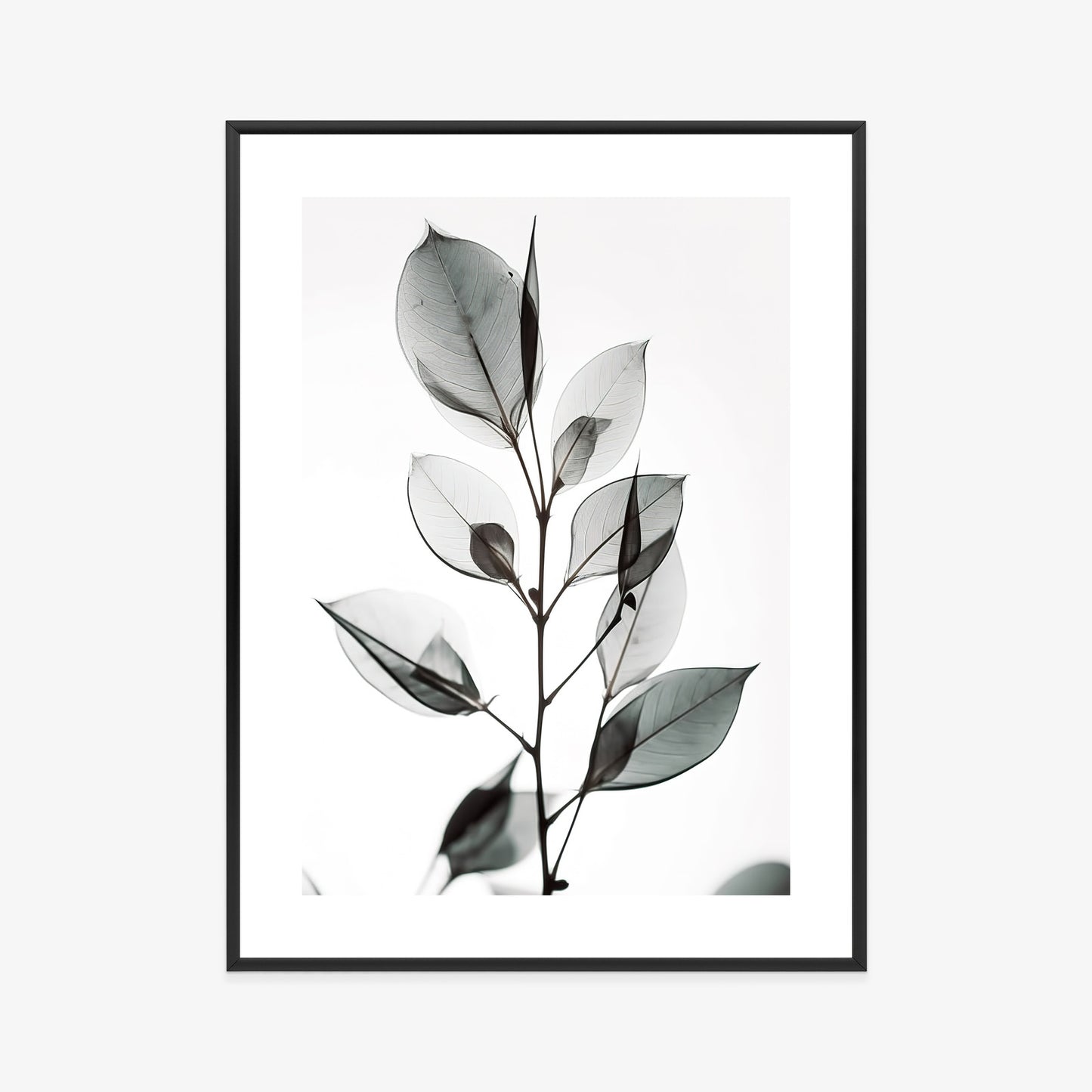 Poster Ein Zweig Mit Grauen Blättern Auf Hellblauem Hintergrund Rahmen Holz Mit Passepartout Farbe Natürlich