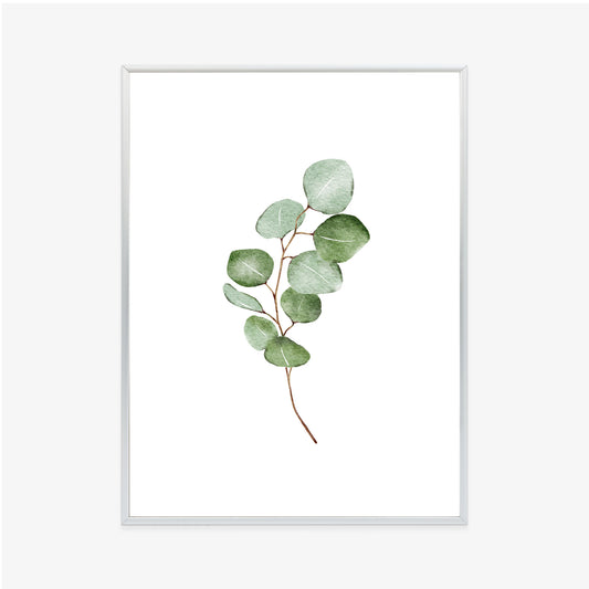 Poster Grüner Aquarell-Eukalyptuszweig Isoliert Auf Weißem Hintergrund