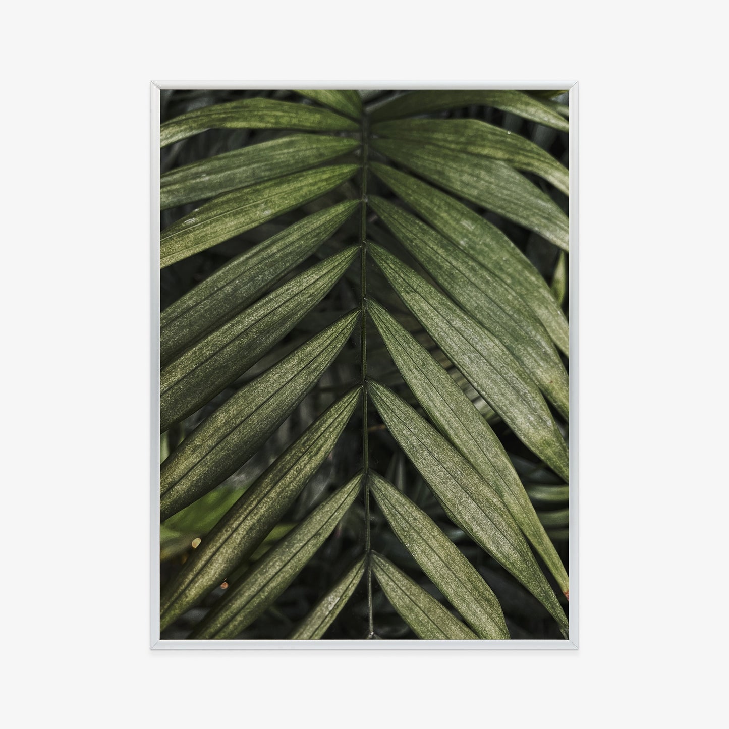 Poster Exotische Palmblätter Rahmen Hölzern Farbe Natürlich