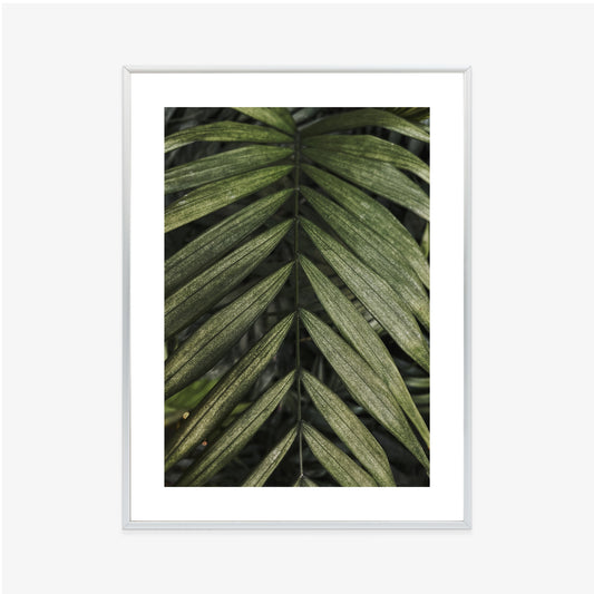 Poster Exotische Palmblätter Rahmen Hölzern Farbe Natürlich
