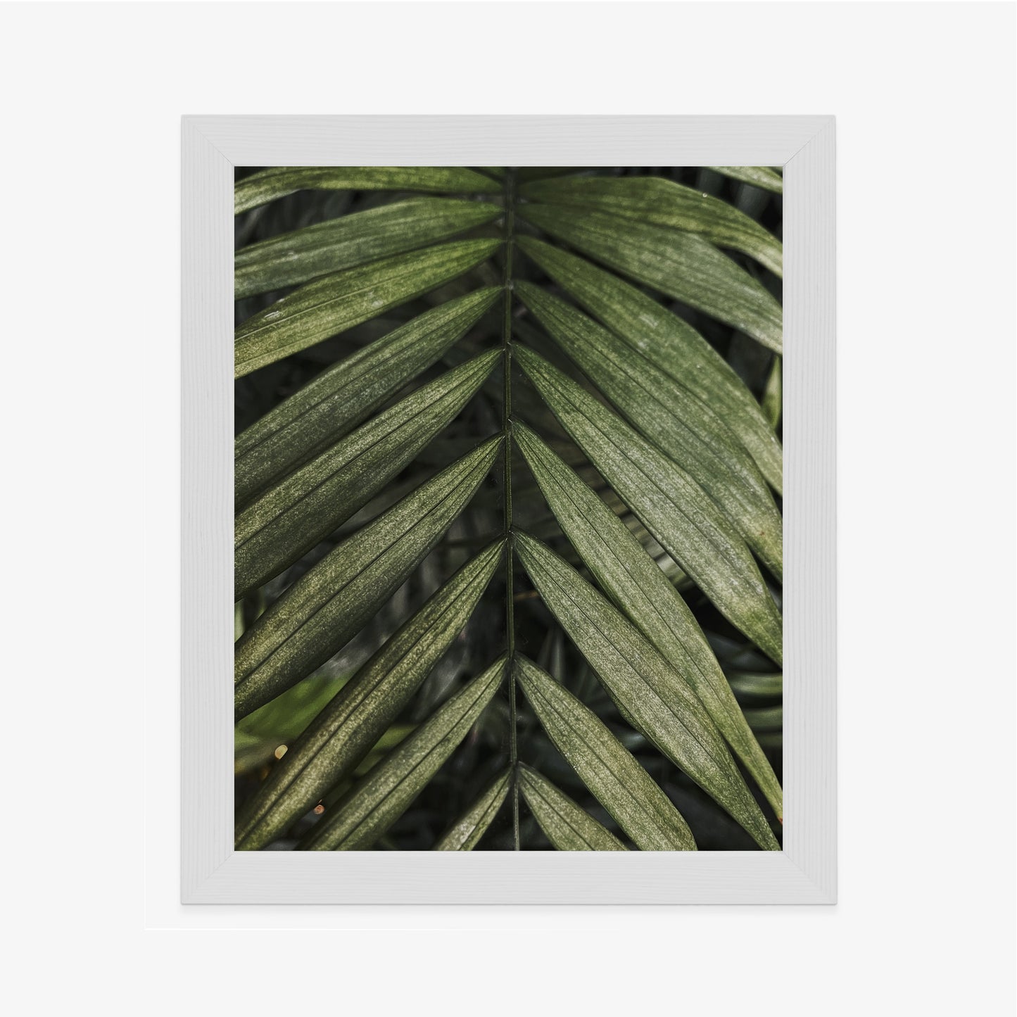 Poster Exotische Palmblätter Rahmen Hölzern Farbe Natürlich