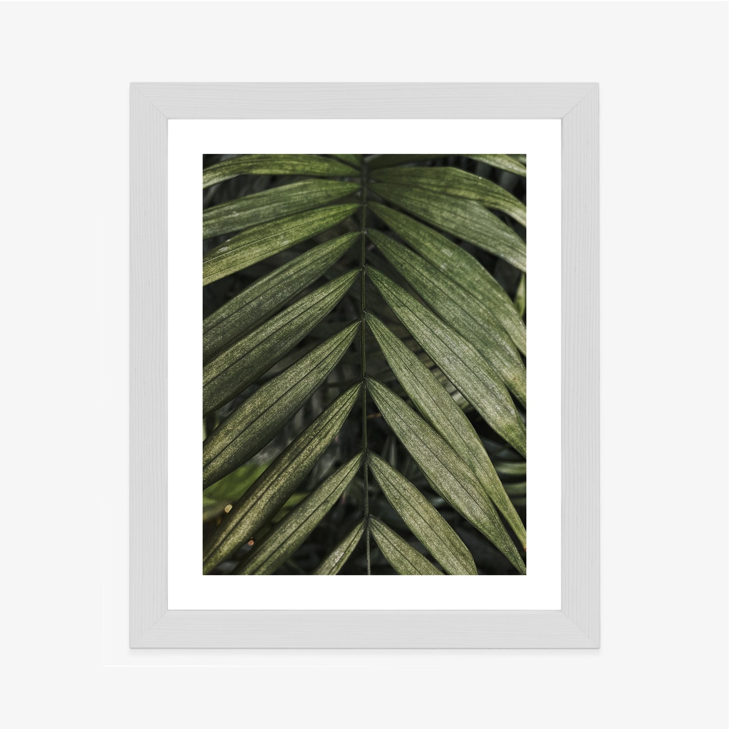 Poster Exotische Palmblätter Rahmen Hölzern Farbe Natürlich