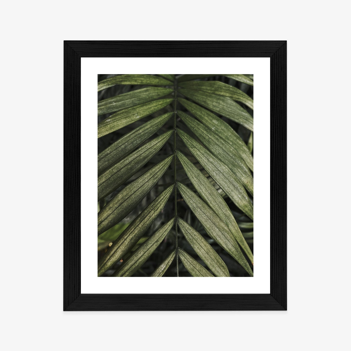 Poster Exotische Palmblätter Rahmen Hölzern Farbe Natürlich